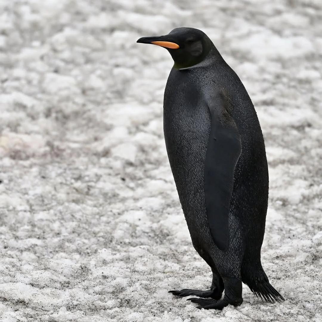 Black King Penguin South Georgia Island (photo 2 of 2)