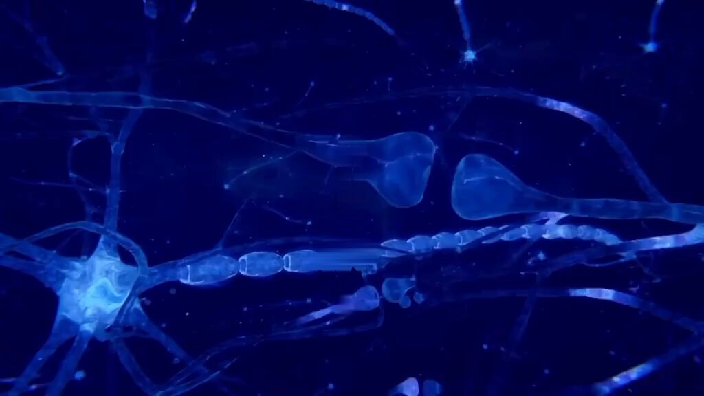 Microscopic neurons glowing blue
