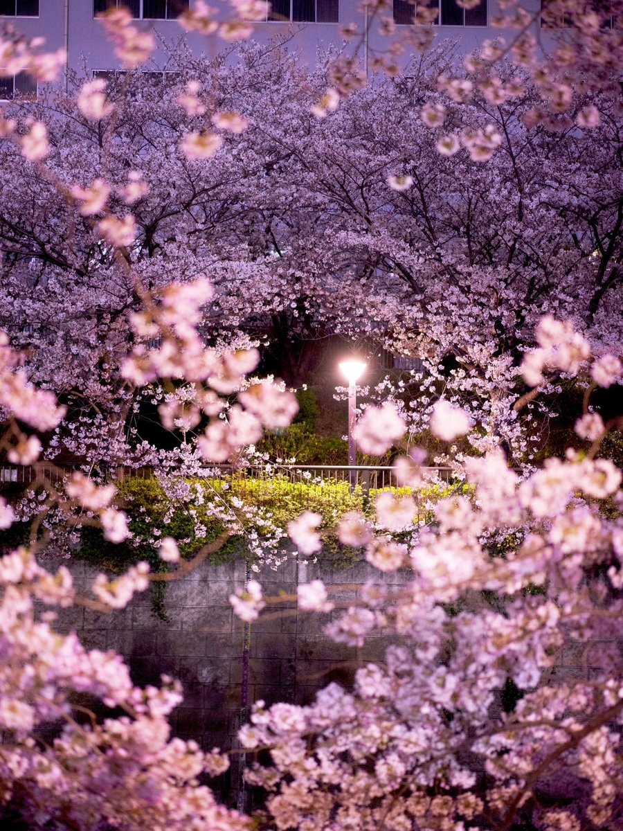 japan by night