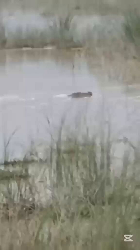 Crocodile incident Lake Tanganyika