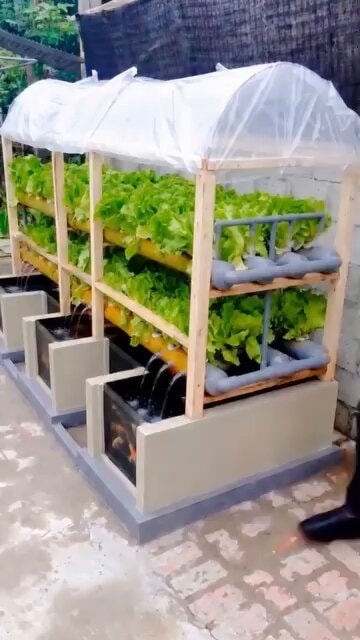 DIY aquaponics system with fish tank