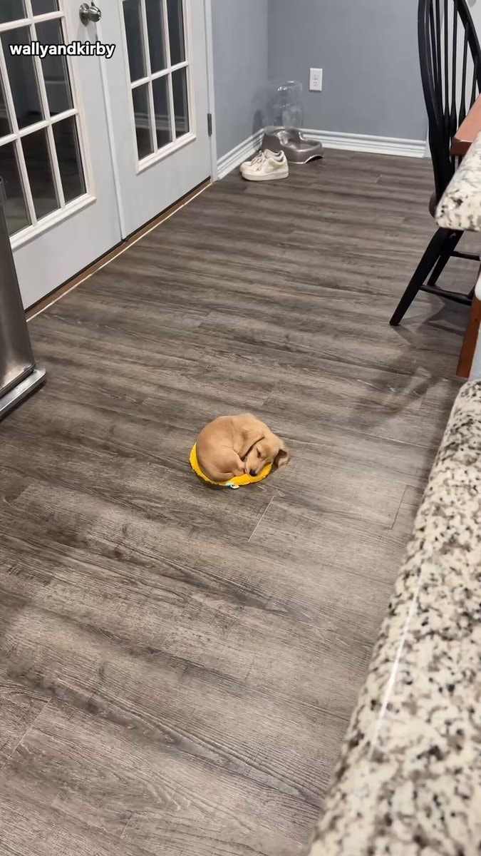 Dog loves pizza bed upgrade
