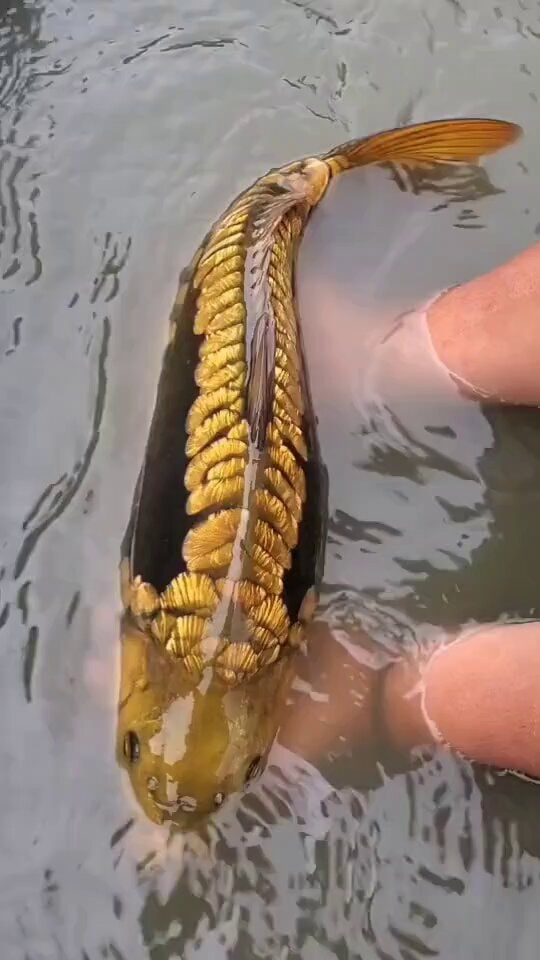 Golden Aragoke Ginrin koi
