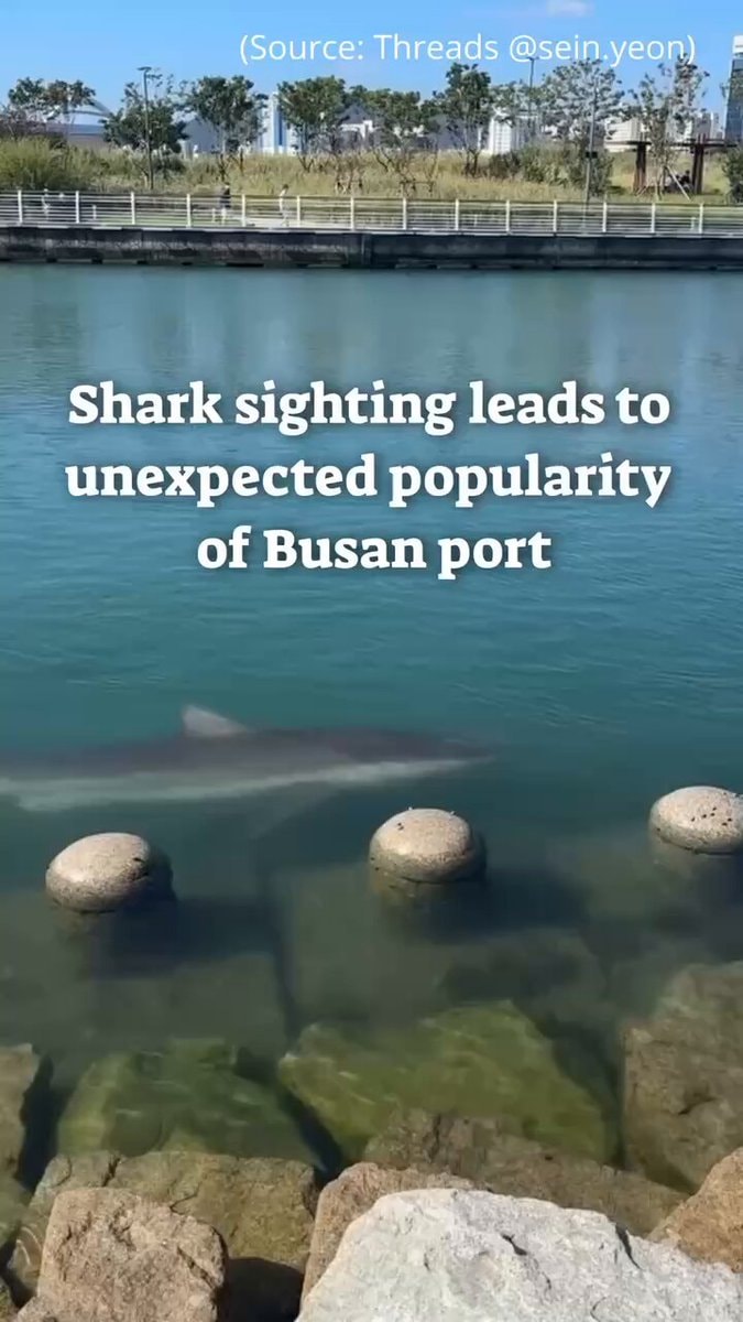 White shark trapped in South Korea canal