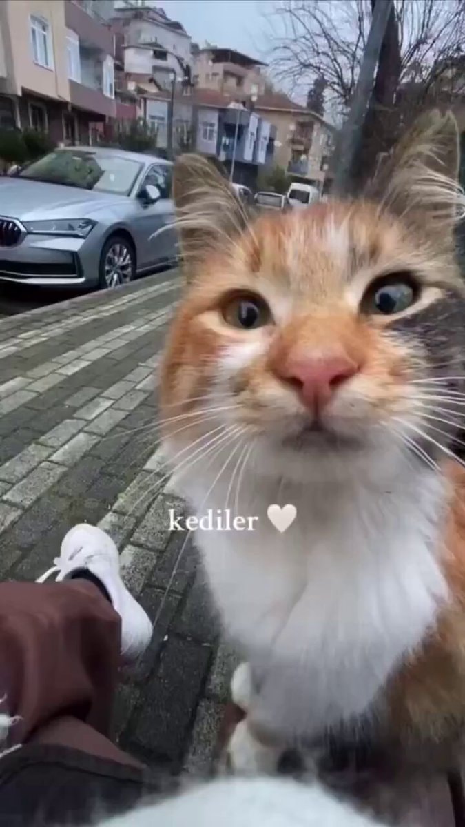 Cat unconditional love ❤️