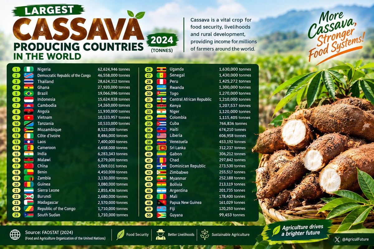 Global Cassava Production 2024