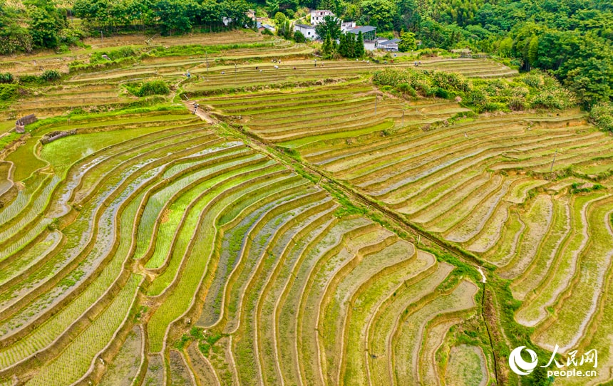 Terraced rice paddies in Jiangxi (photo 2 of 4)