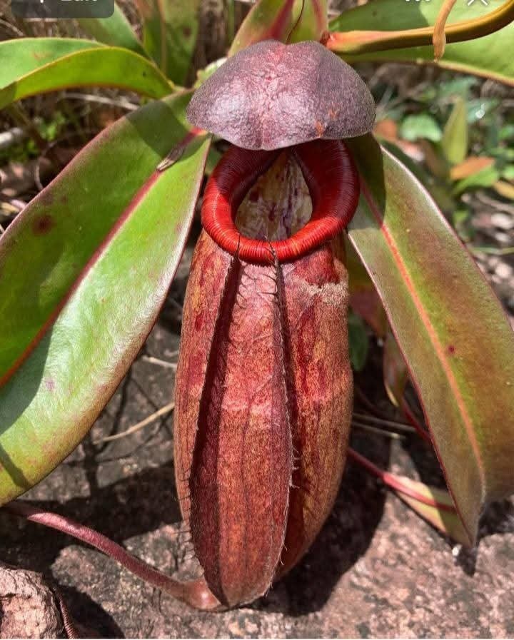 Pitcher plant with red-rimmed blooms
