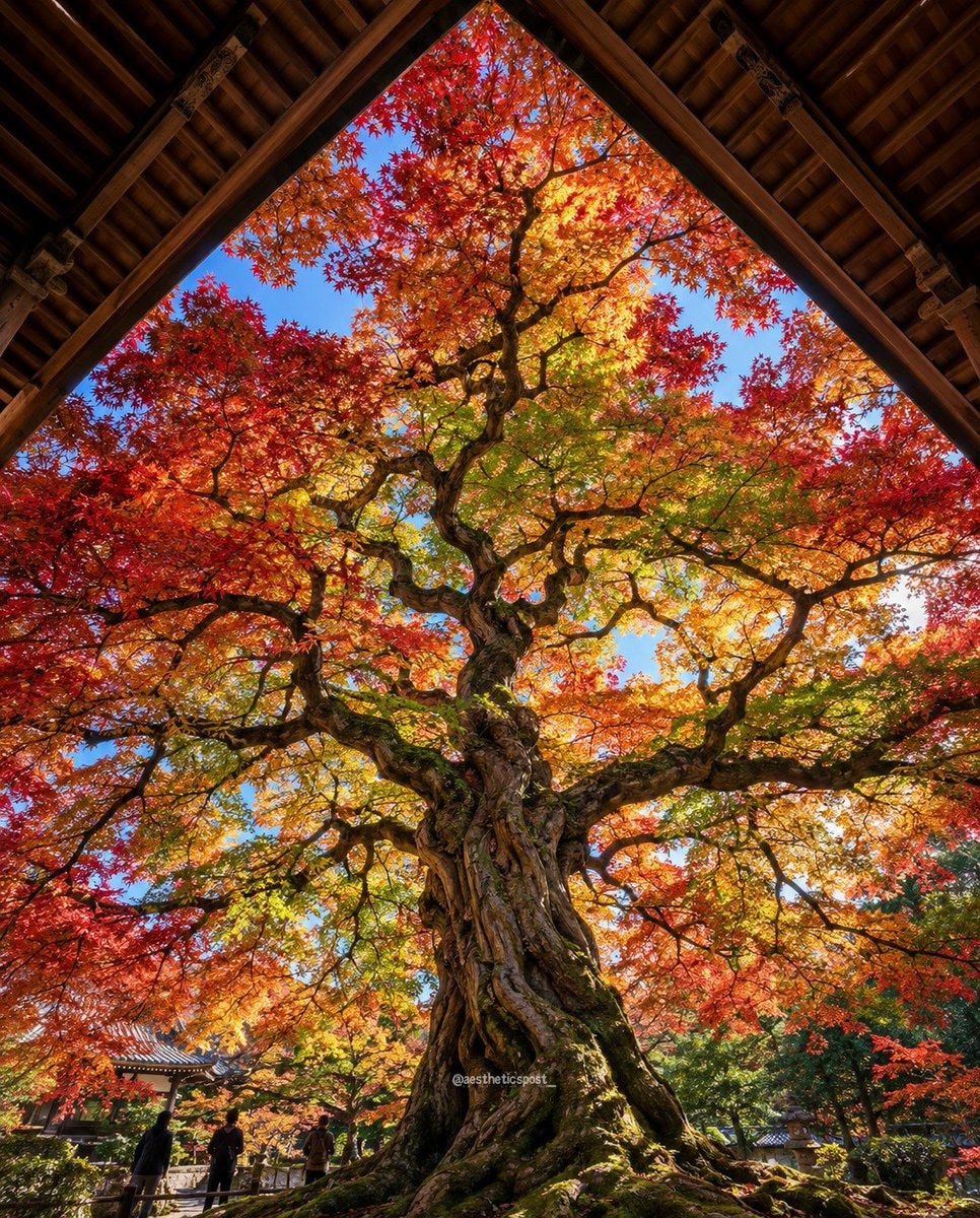 autumn tree colors autumn tree colors