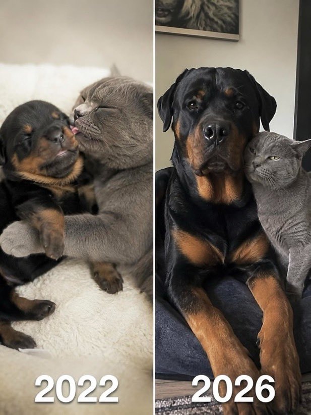 Rottweiler and cat 2022 vs 2026 Rottweiler and cat 2022 vs 2026