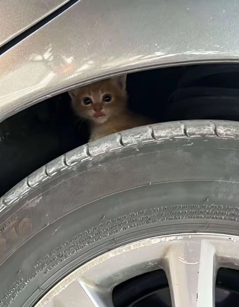 Kitten under car wheel well 🥹 (photo 3 of 3)