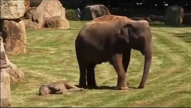 Prague Zoo elephant mother worries