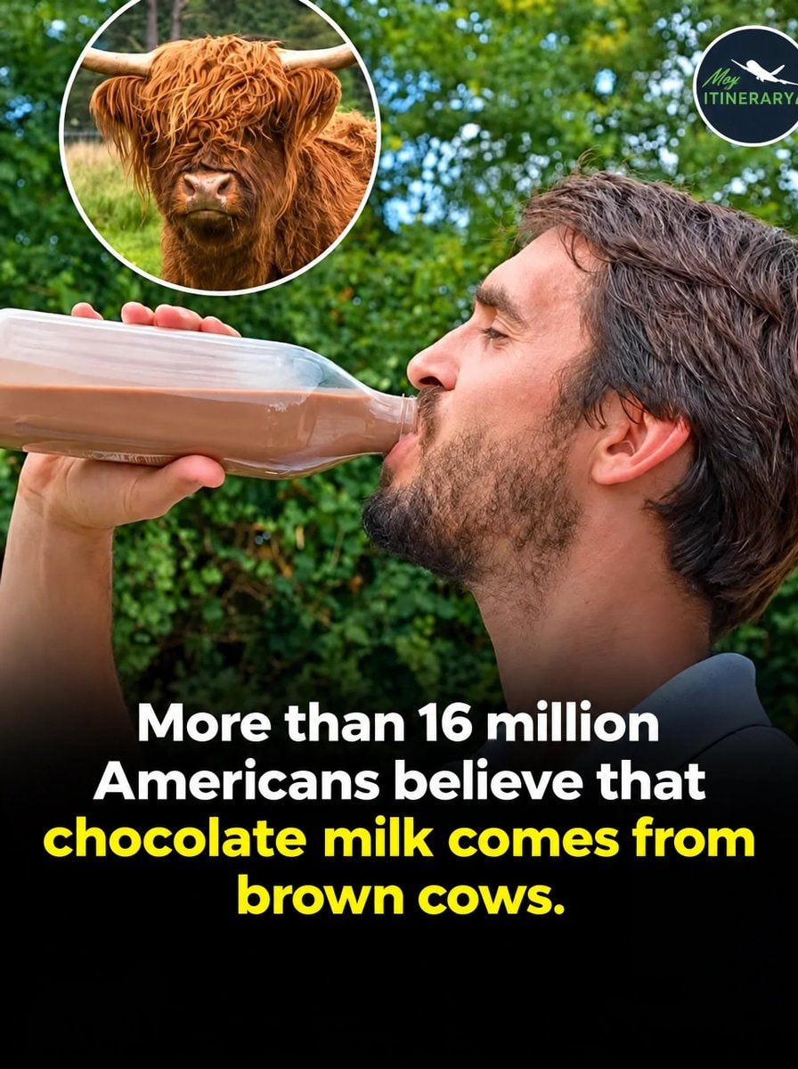 man drinking chocolate milk with highland cow man drinking chocolate milk with highland cow