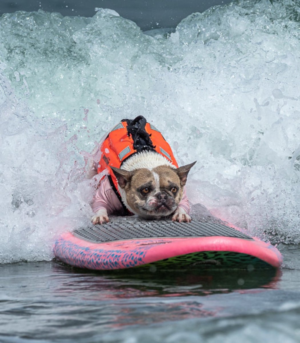 World Dog Surfing Championship 10th annual