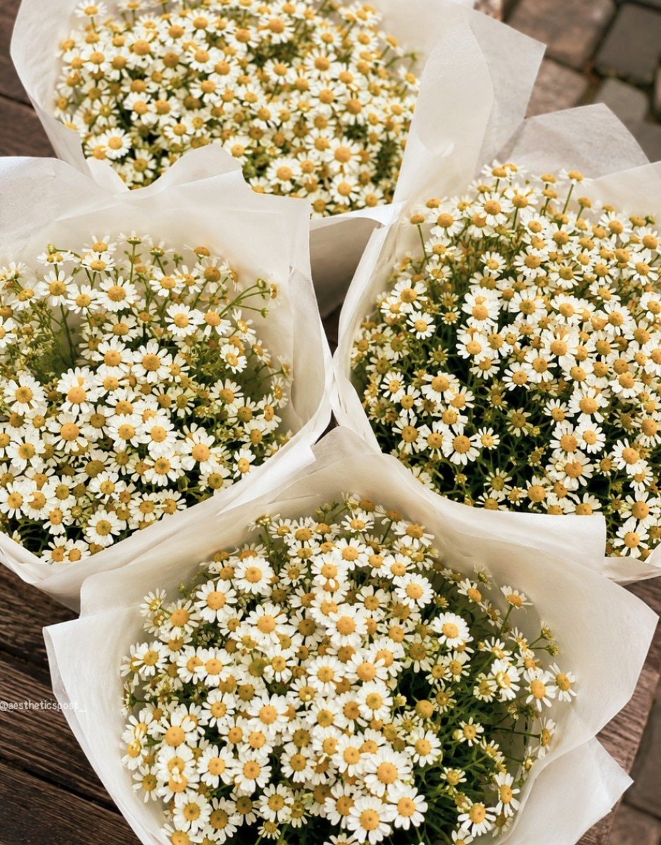 white daisies on wood
