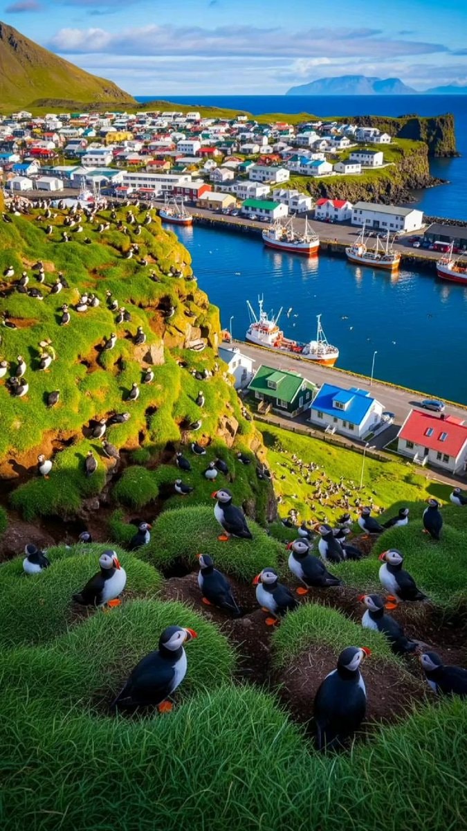 Heimaey Vestmannaeyjar Iceland