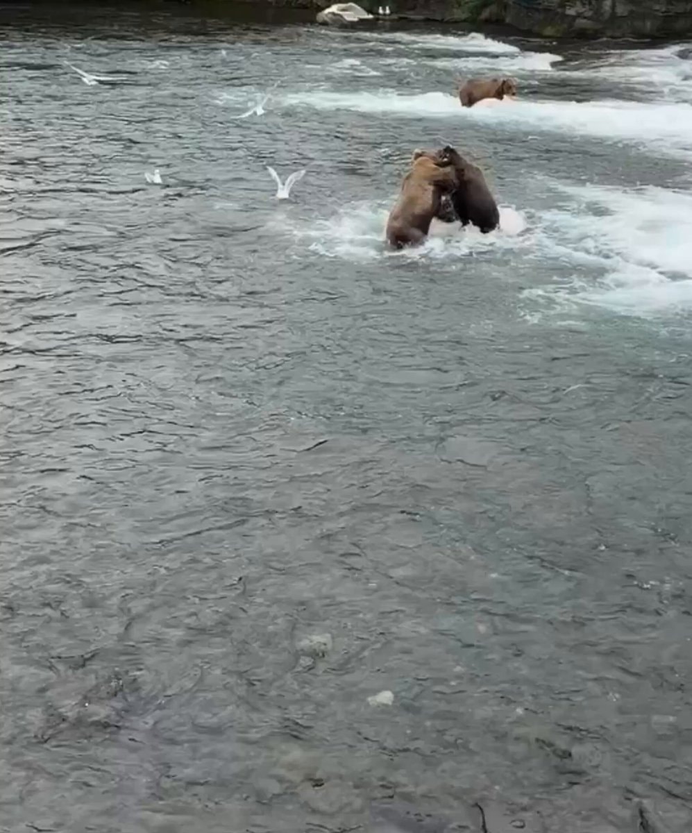 Brown bears wrestling in river