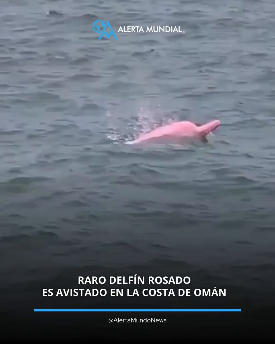 Rare pink dolphin spotted Oman