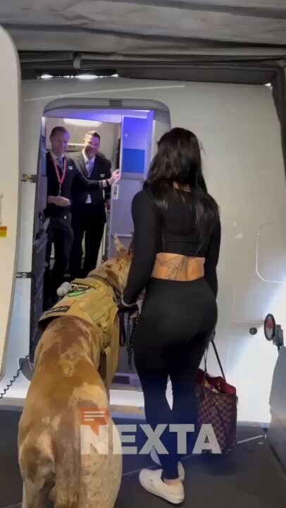 Charlie the Danish dog on United Airlines
