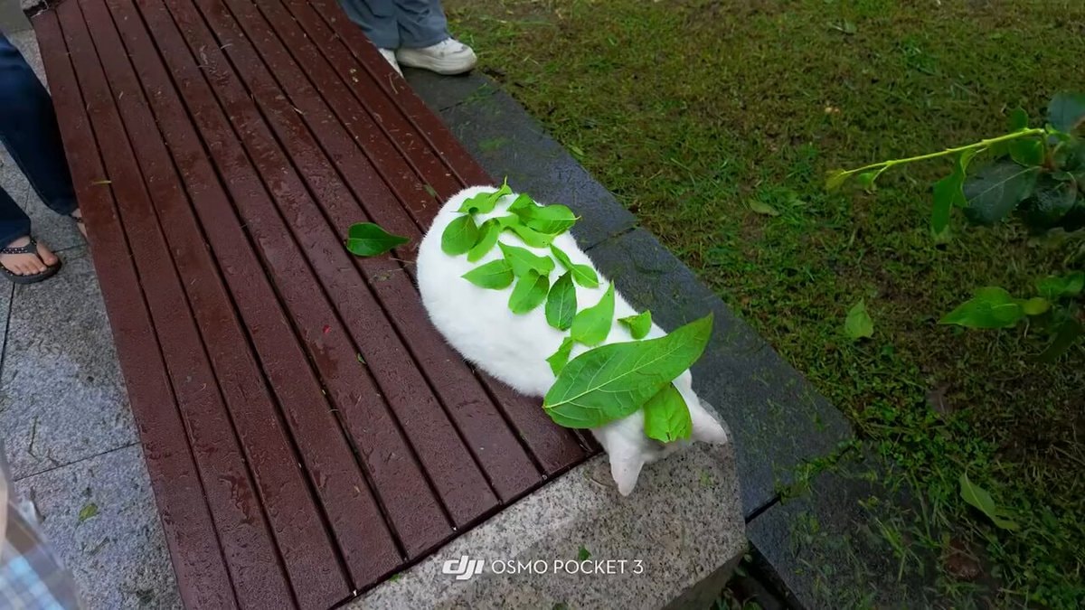 white cat sleeping with leaves