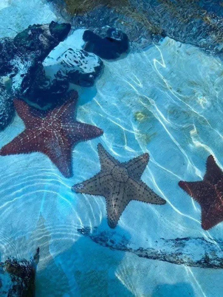 Colorful fish in vibrant underwater scene (photo 3 of 4)