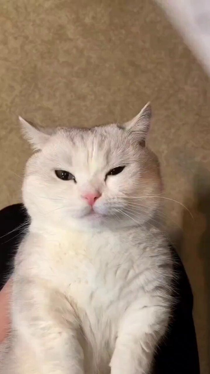 50 shades of cat