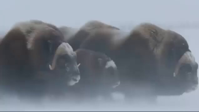 Musk oxen survival at -40°
