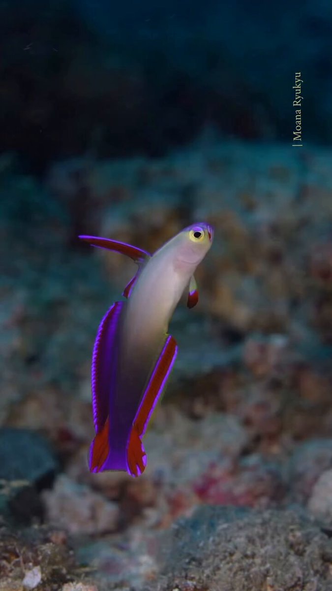 firefish observation