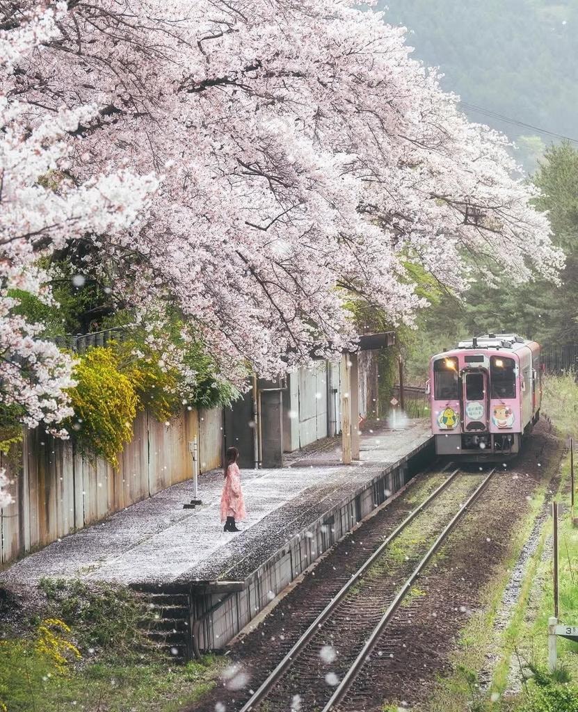 Japan hanami train 🇯🇵 (photo 3 of 4)