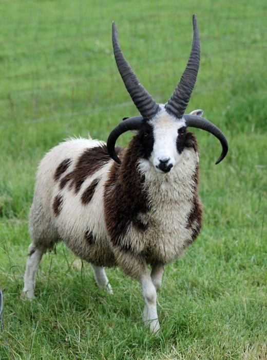 Viking Sheep with impressive horns