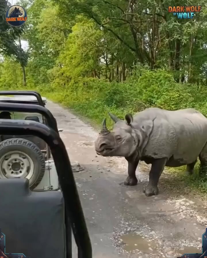 Rhino Safari Encounter Live
