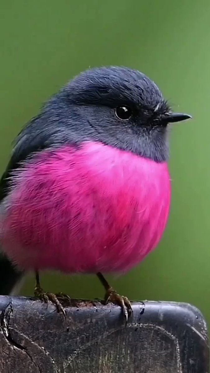 pink robin from Australia