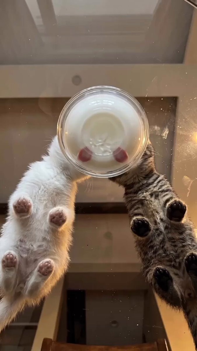 two kittens drinking milk