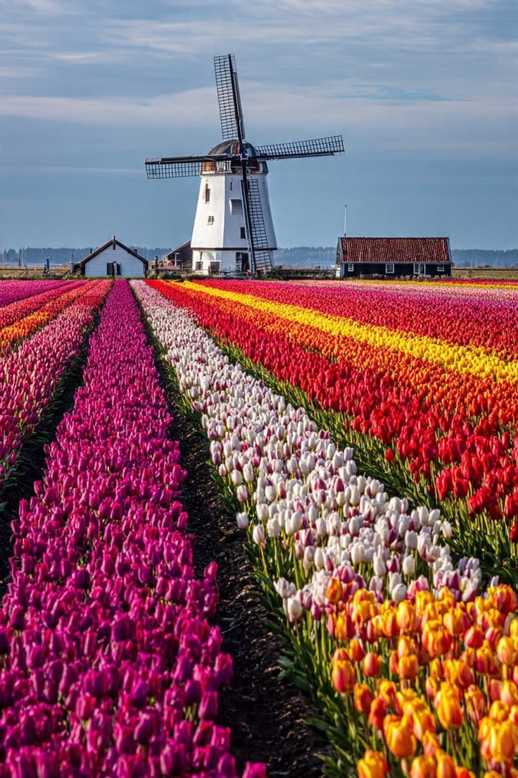 Holland landscape (photo 4 of 4)