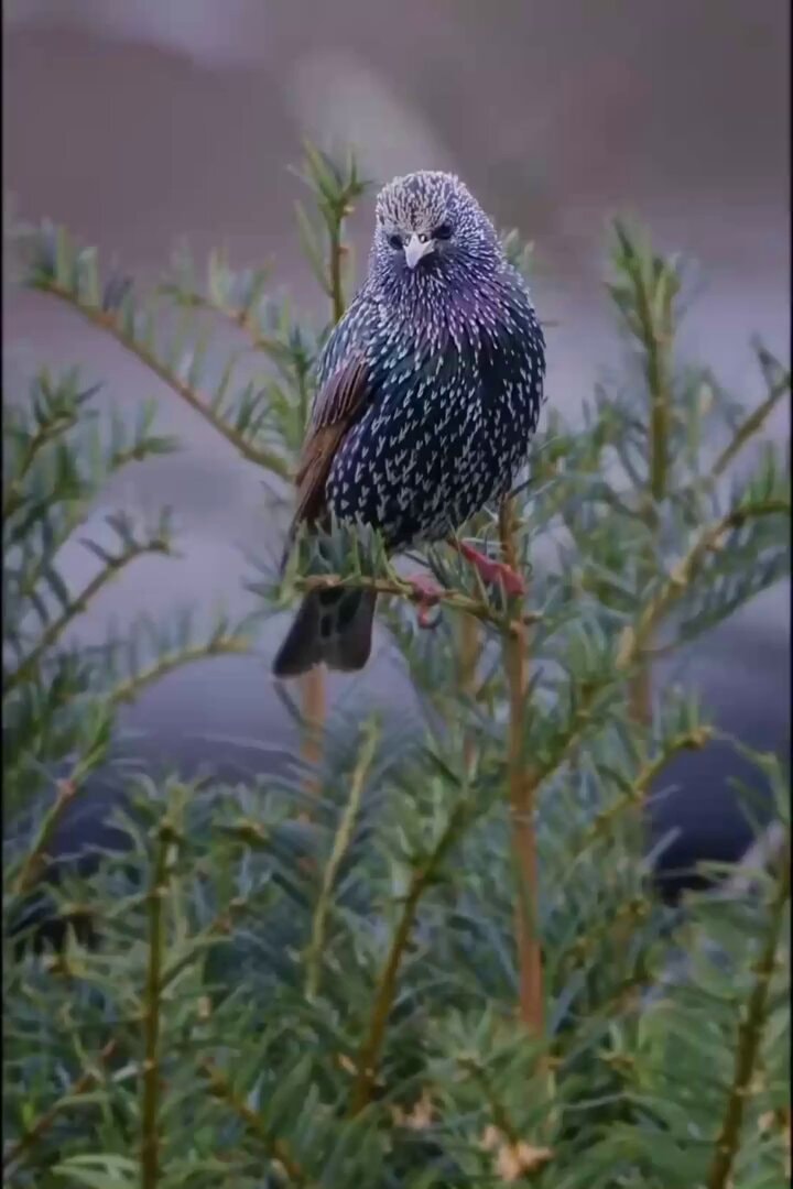 bird with purple feathers