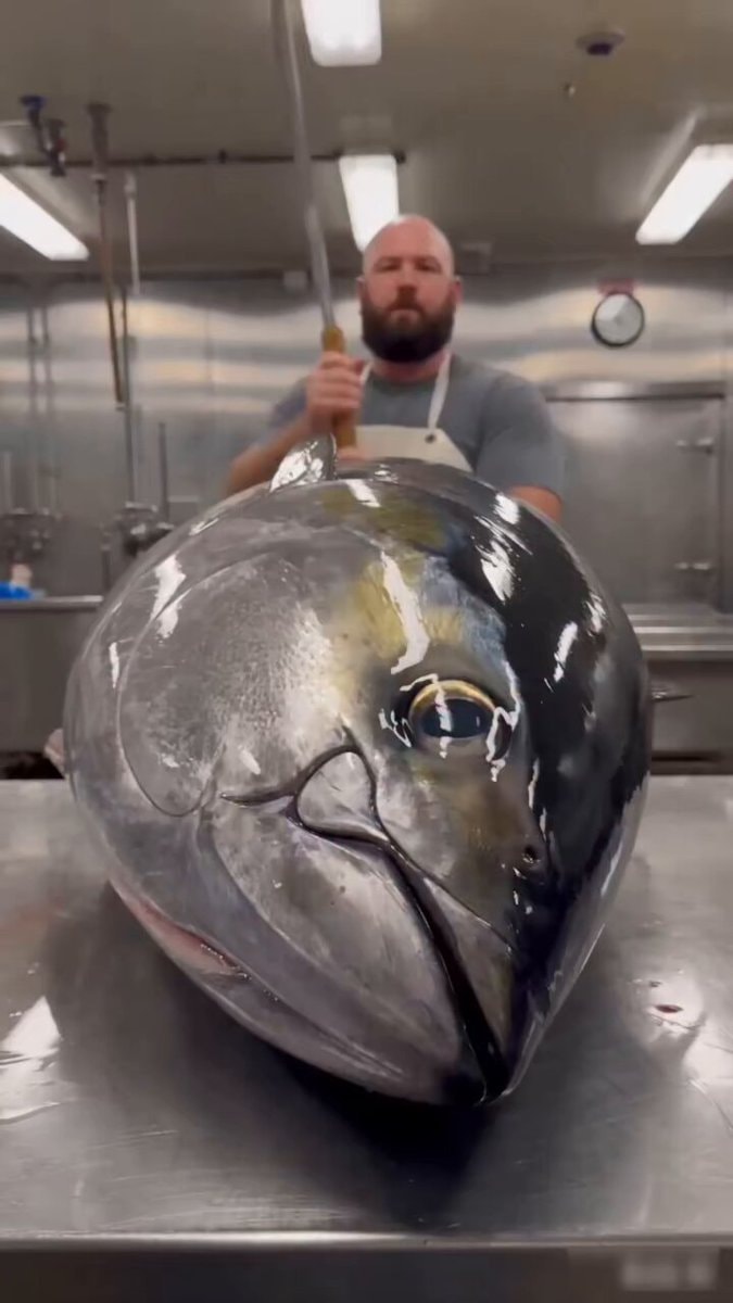 large tuna fish market