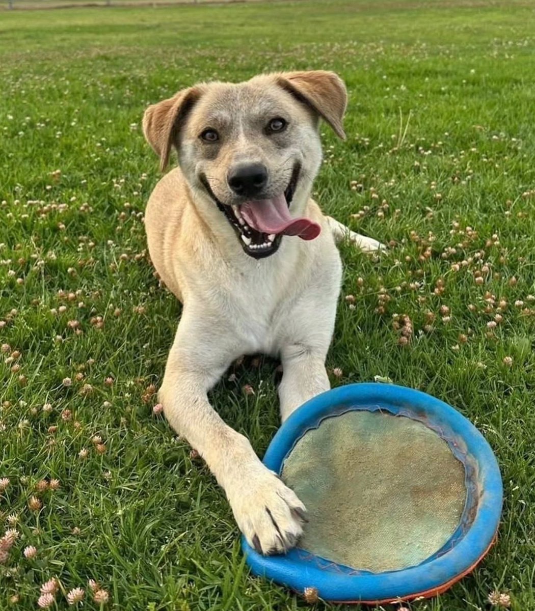 Dog before and after adoption (photo 4 of 4)