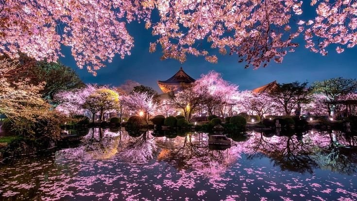 Japan Cherry Blossom Season