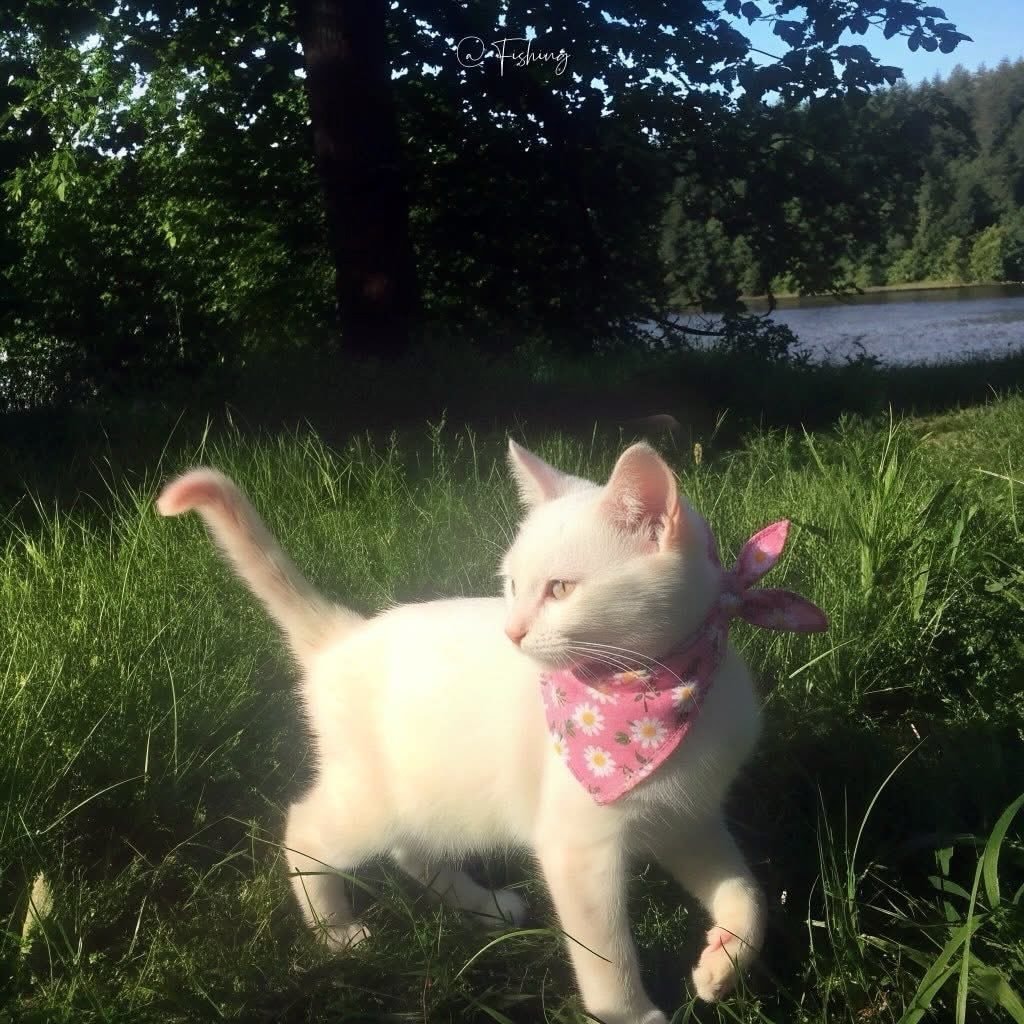 White cat floral headscarf (photo 4 of 4)