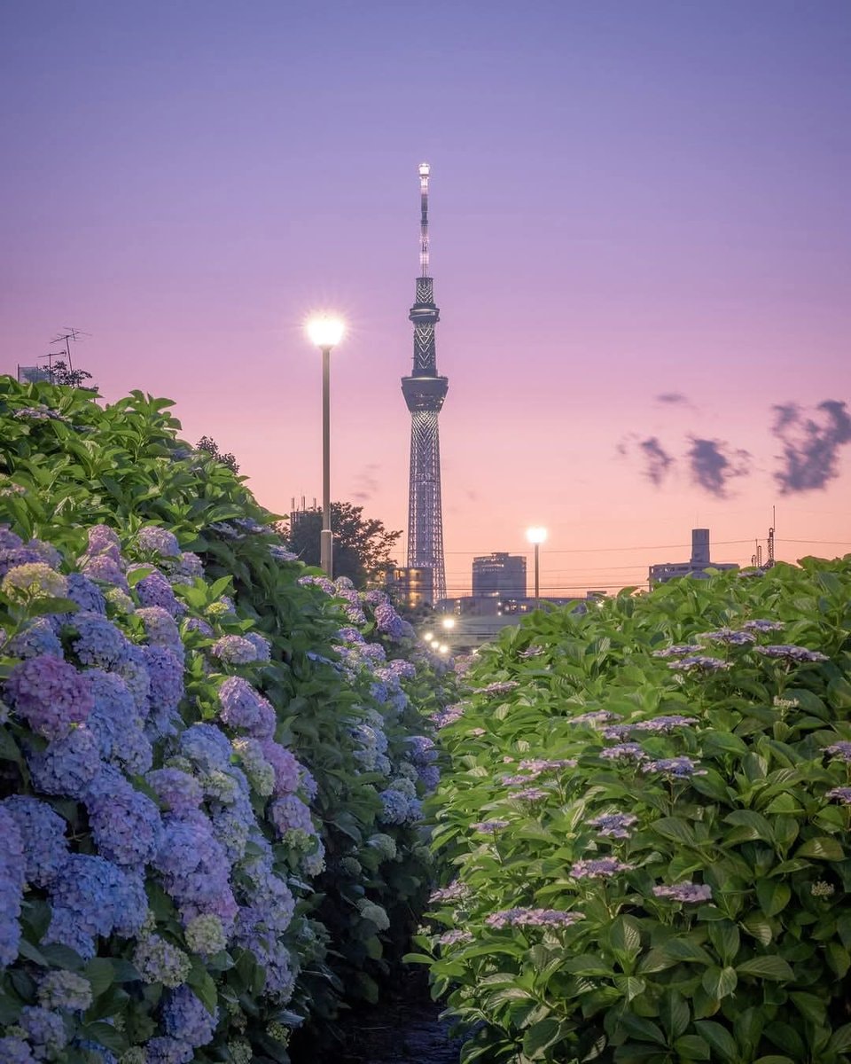 Japan cherry blossoms 🇯🇵 (photo 4 of 4)