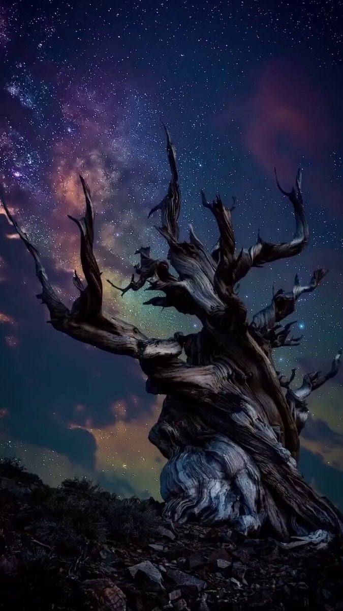 ancient tree night sky ancient tree night sky