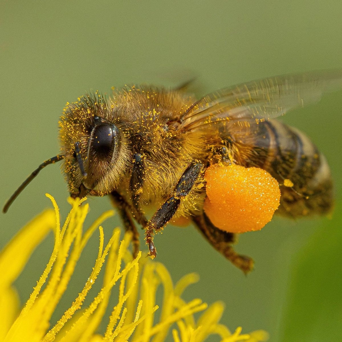 Apis mellifera pollen basket