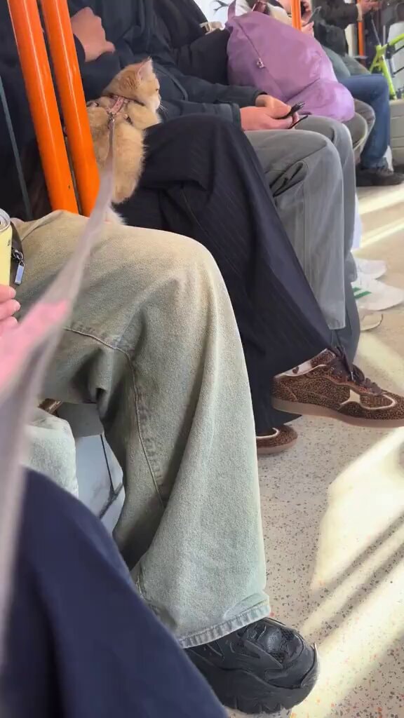 Cat panic on public transport