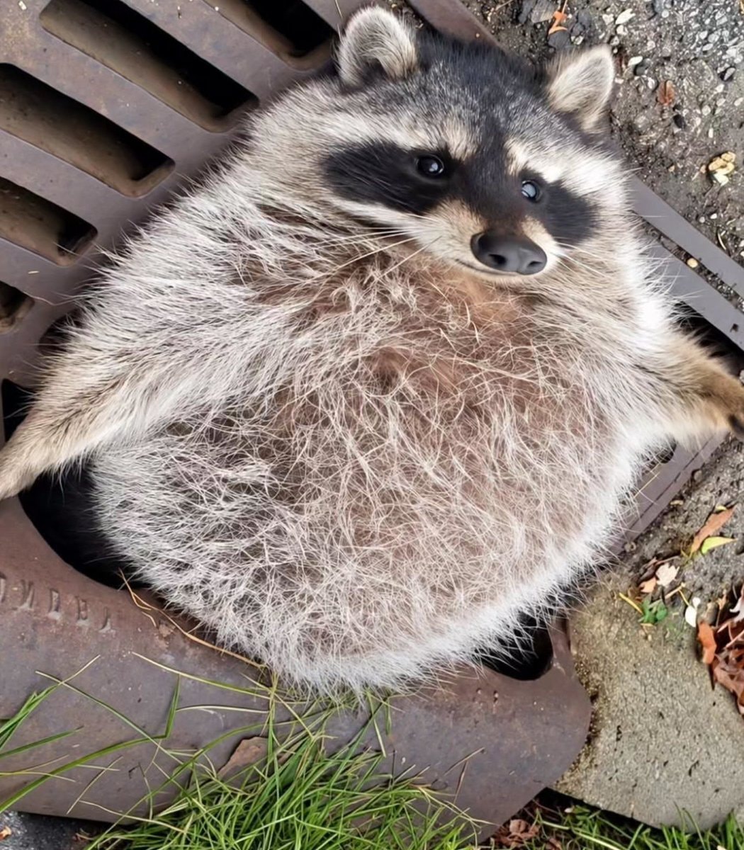 Overweight raccoon stuck in Illinois sewer grate