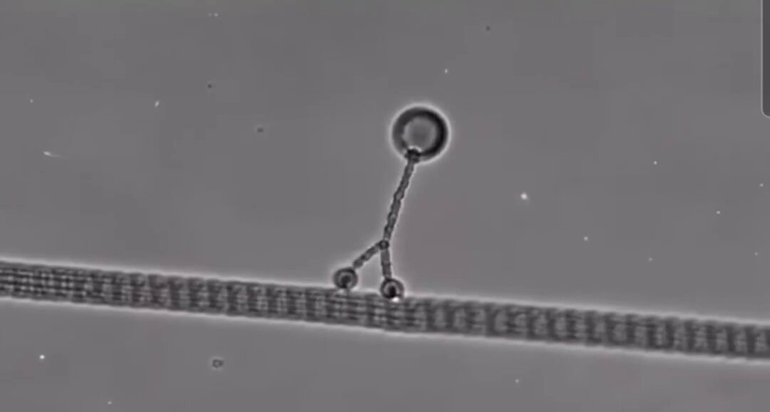 kinesin motor protein