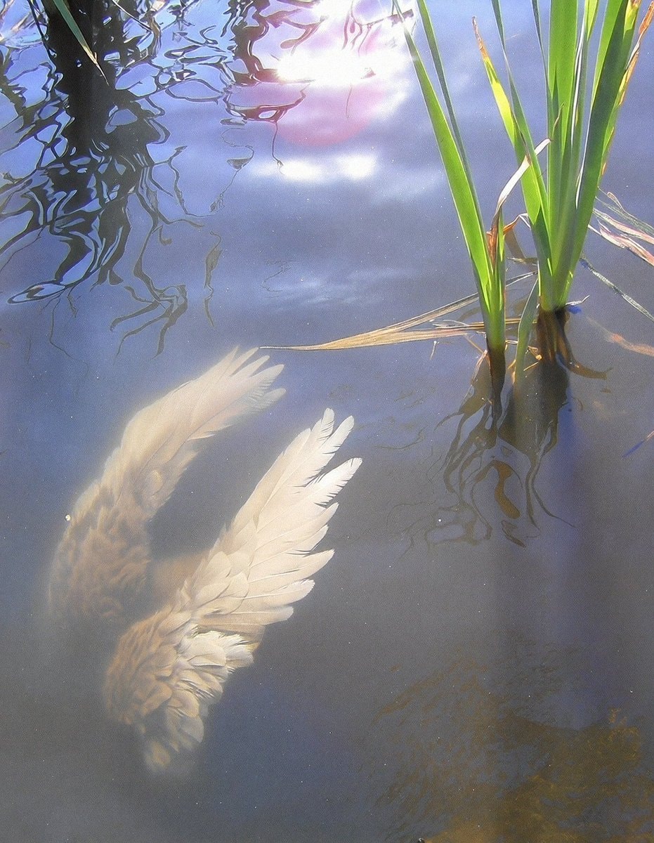 light feathers in murky water light feathers in murky water