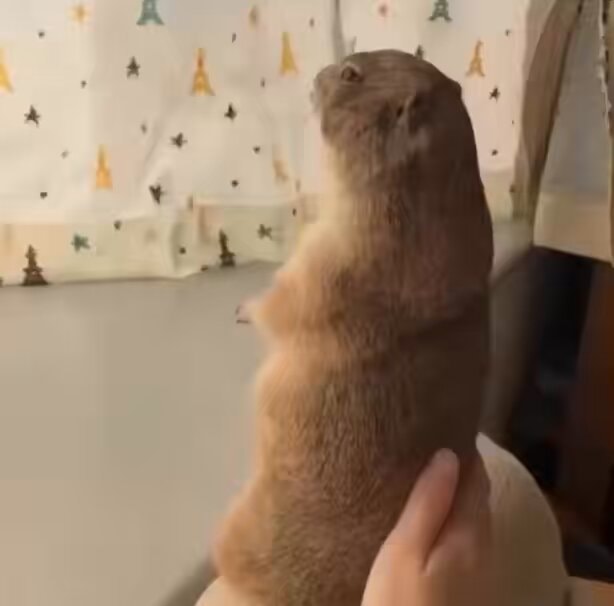 prairie dog giving clear instructions