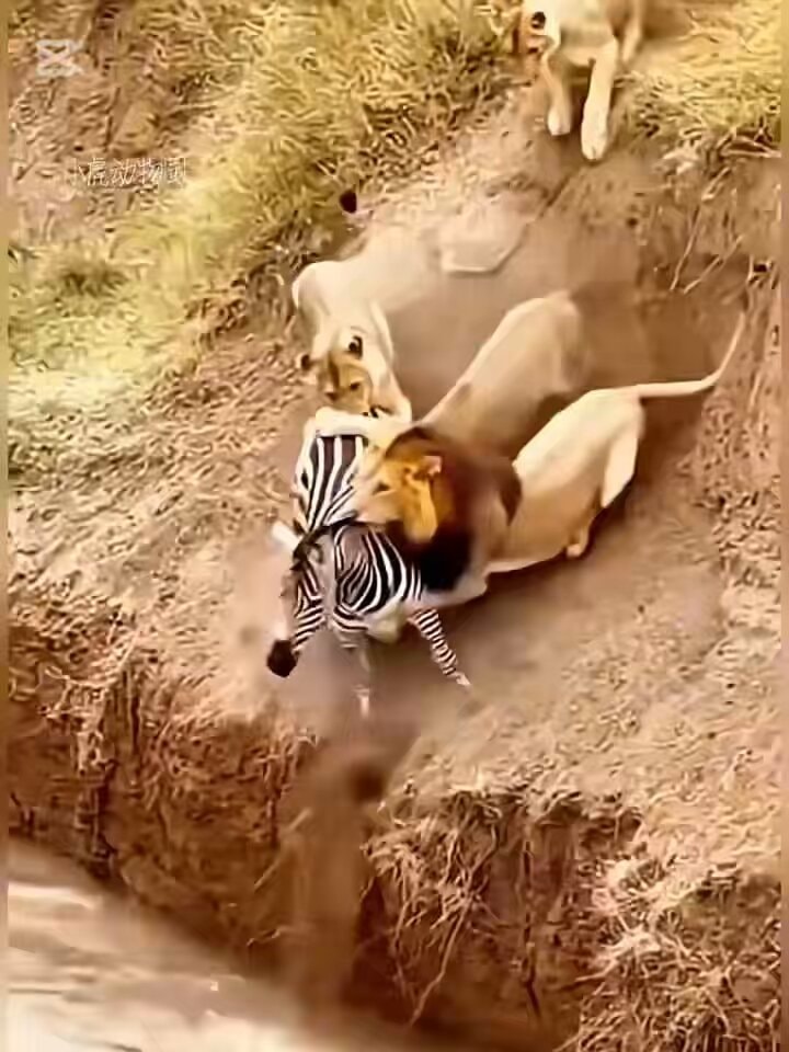 Lions hunting zebra on steep embankment