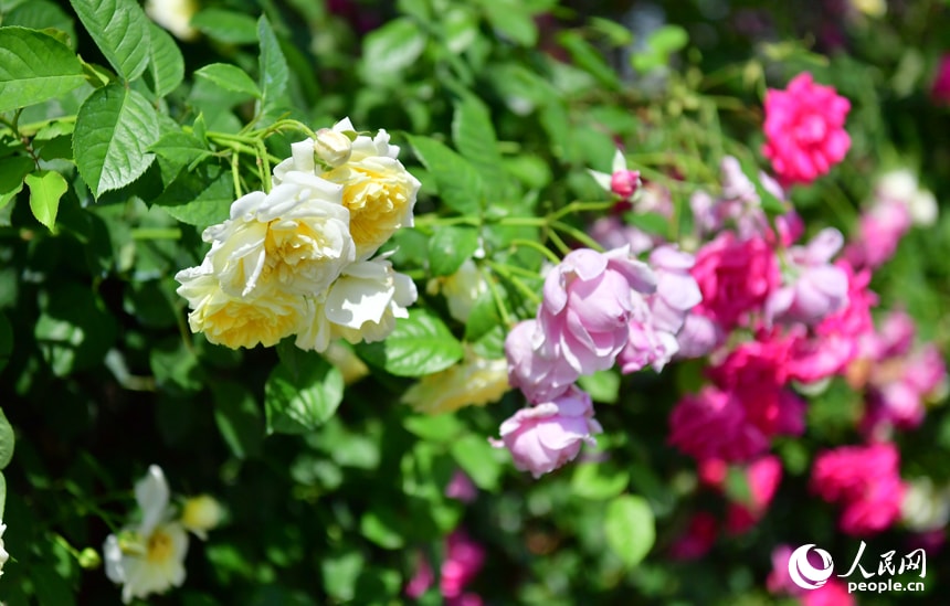 Jiangxi Honggutan Riverside Garden Roses (photo 3 of 4)