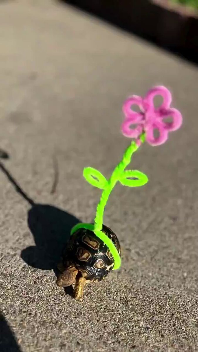 Morty the Tortie craft flower